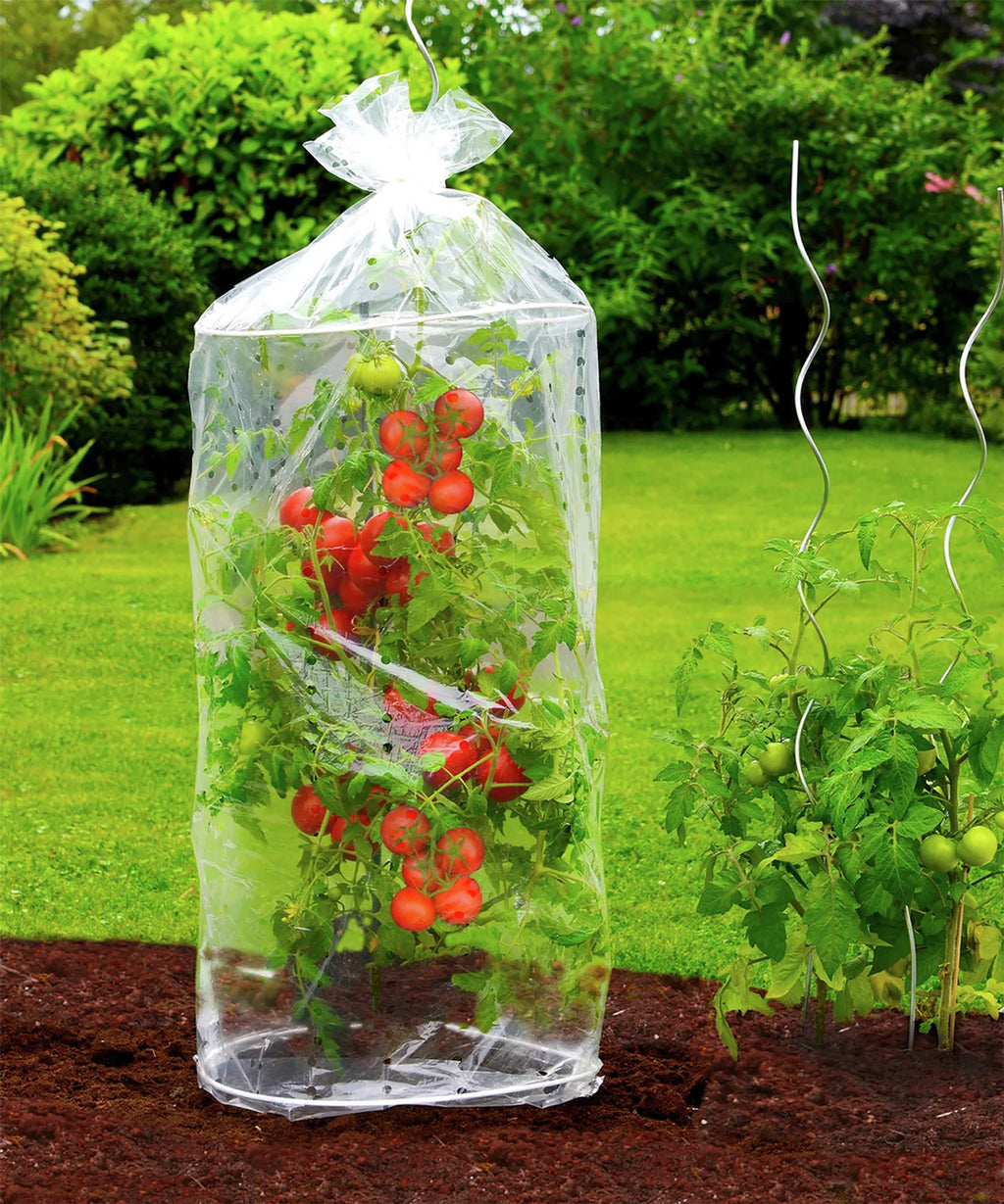 Maximex Tomaten Schutzhauben Reifehaube Tomatenreifung Garten 2-er Set