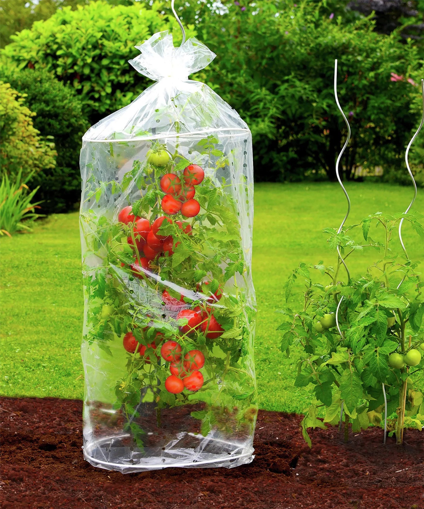 Maximex Tomaten Schutzhauben Reifehaube Tomatenreifung Garten 2-er Set